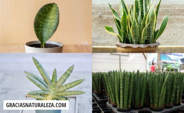 Tipos de Sansevieria