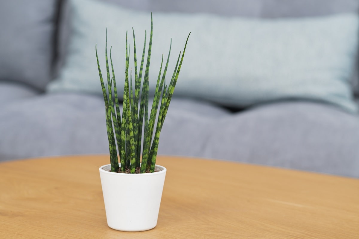 Tipos de Sansevieria pequeña para interior - Bacularis