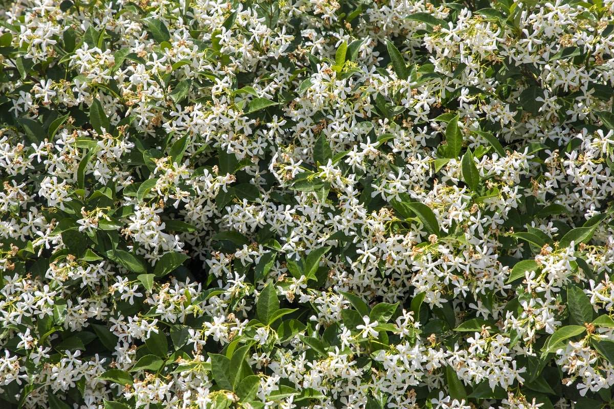 Trepadoras de sol - Jazmín hélice (Trachelospermum jasminoides)