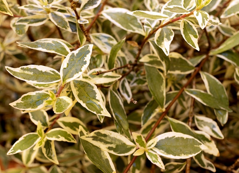 Arbusto ornamental, hojas de abelia grandiflora