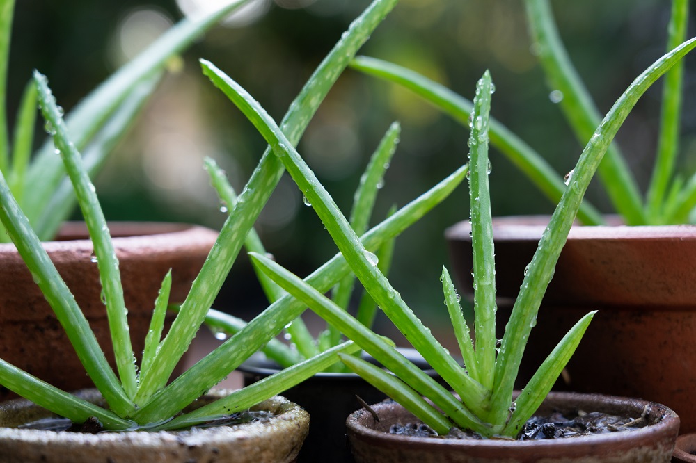 Plantas suculentas - Aloe vera (Aloe vera)