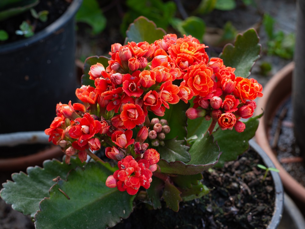 Planta suculenta con flores rosas o rojas - Kalanchoe (Kalanchoe blossfeldiana)