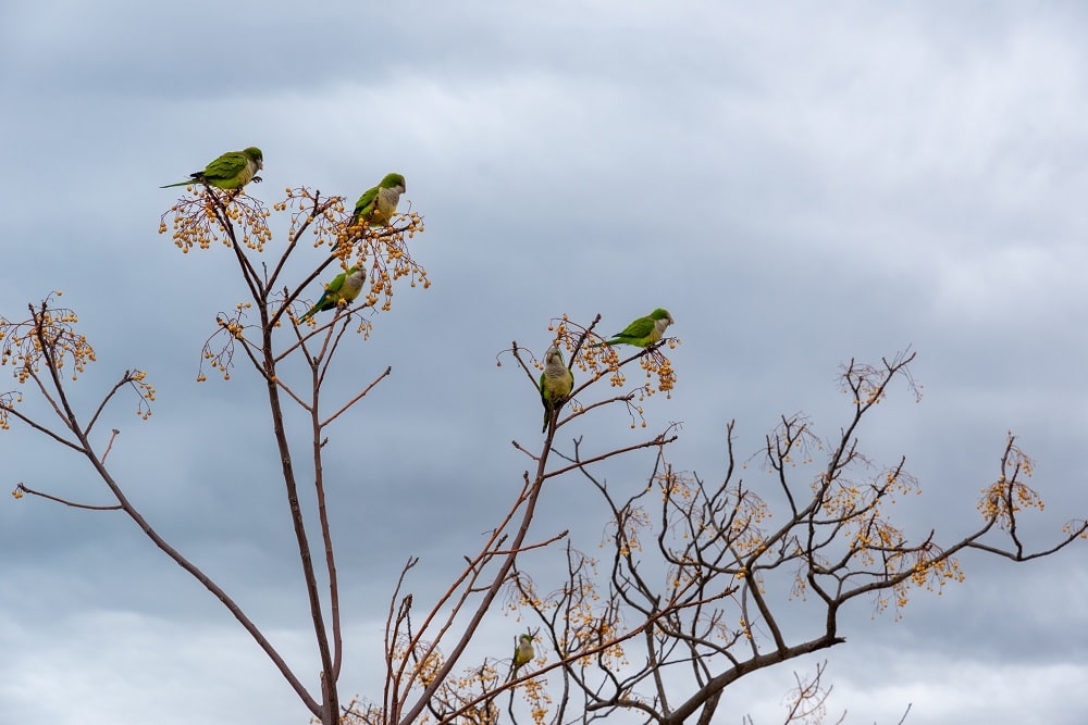 El exótico origen de la melia o cinamomo