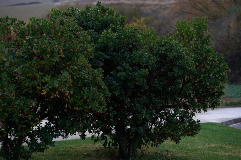 Madroño (Arbutus unedo), un árbol colorido con mucho que decir