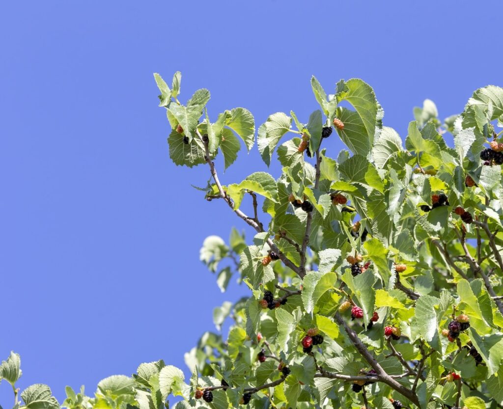 Mirca Morera Morera (Morus alba): Todo sobre el MEJOR árbol de SOMBRA