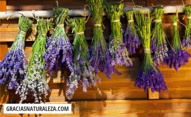 Secar lavanda