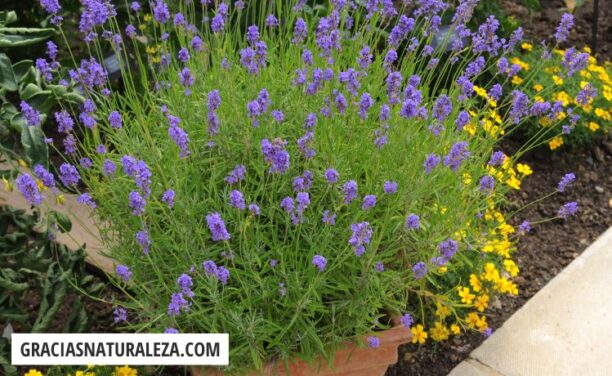 Lavanda en maceta