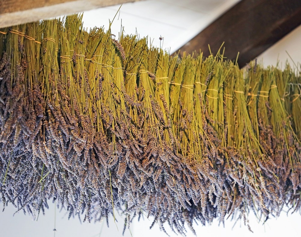 Secado de lavanda en un ático