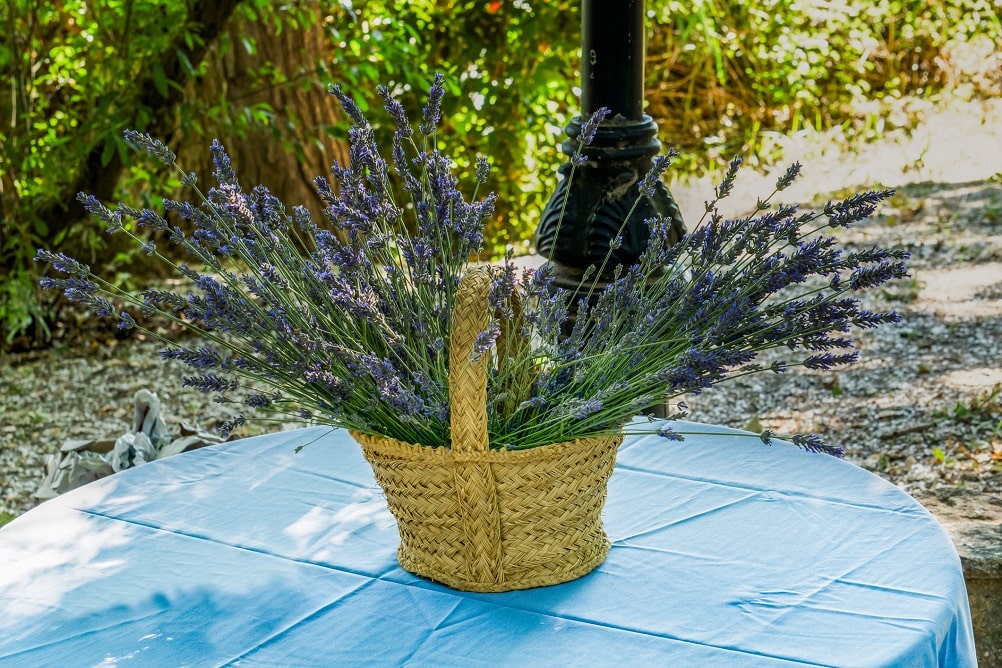 ¿Cuándo recolectar lavanda exactamente?