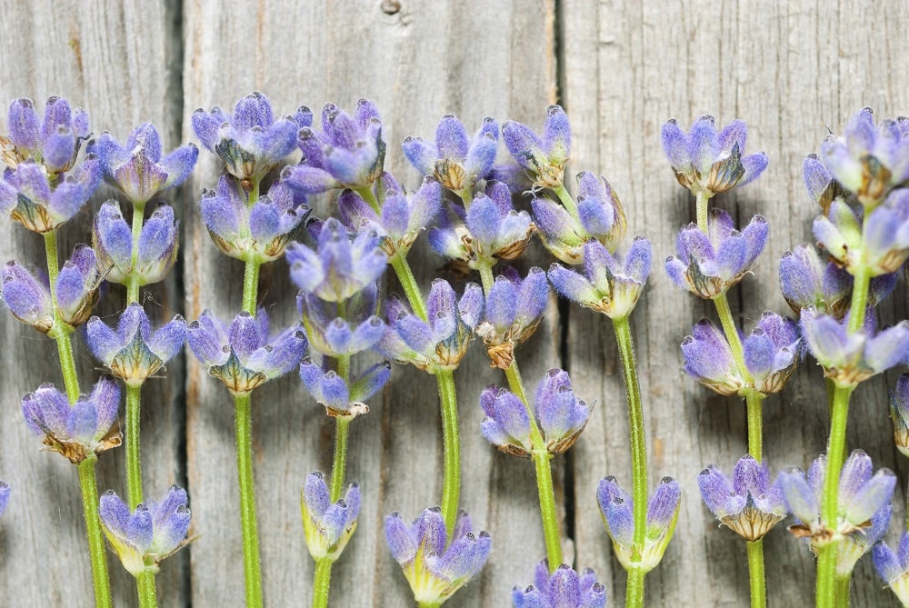 Tallos y flores de lavanda secándose al sol