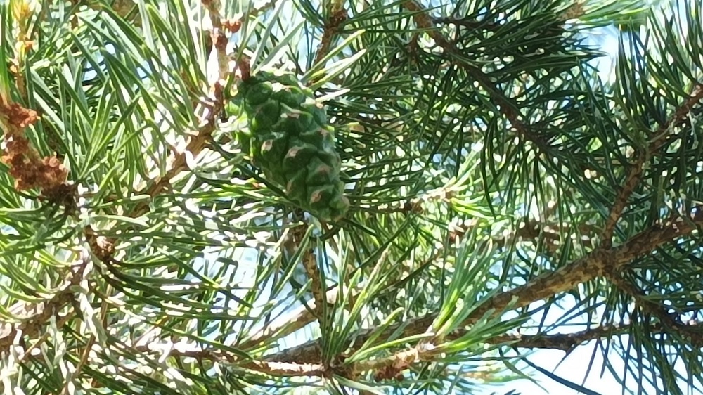 Piñas pequeñas y simétricas del pino silvestre
